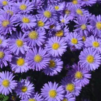 Aster dumosus 'Sapphire' 