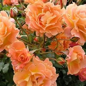 Rosa 'Westerland' 