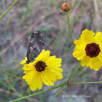 Coreopsis leavenworthii