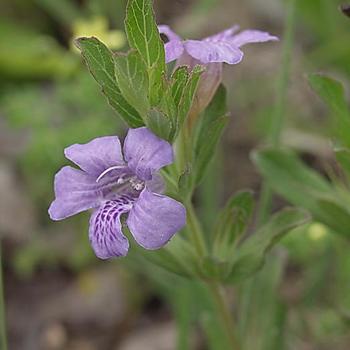 Dyschoriste oblongifolia