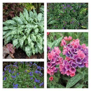 Pulmonaria 'Multiple Varieties' 