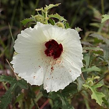 Hibiscus aculeatus