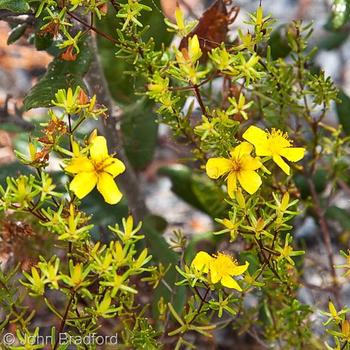 Hypericum tenuifolium