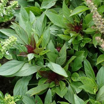 Ocimum basilicum 'Sweet Thai' 