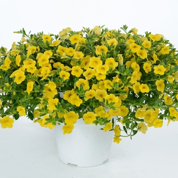 Calibrachoa Noa® 'Yellow'