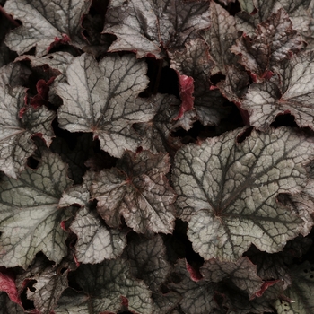 Heuchera 'Carnival Plum Crazy' PP24771