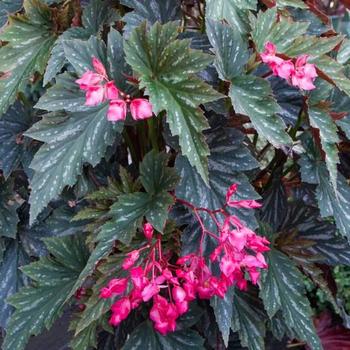 Begonia 'Lana' 