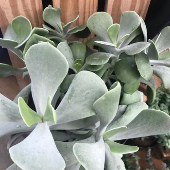 Cotyledon orbiculata 'Silver wave' 