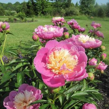 Paeonia lactiflora 'Multiple Varieties' 