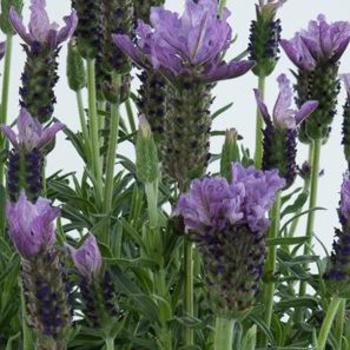 Lavandula stoechas 'Grand Purple' 