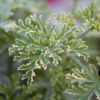 Pelargonium 'Lady Plymouth' 