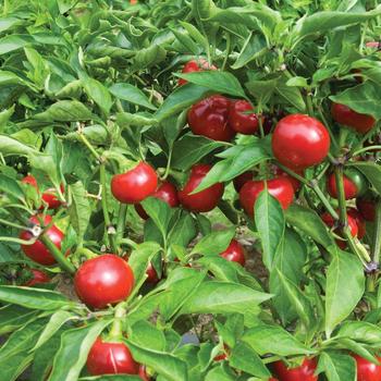 Capsicum frutescens 'Capperino' 