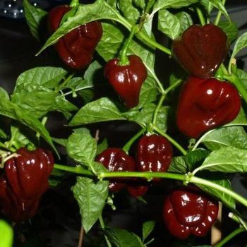 Capsicum annuum 'Chocolate Habanero' 