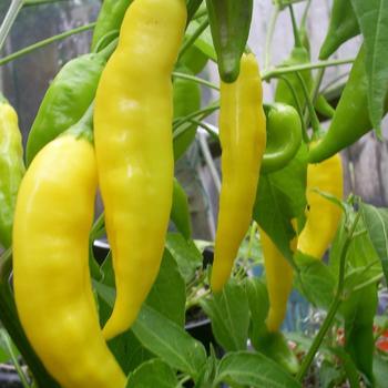 Capsicum baccatum 'Lemon Drop' 