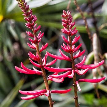 Erythrina herbacea