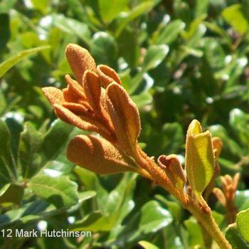 Lyonia ferruginea