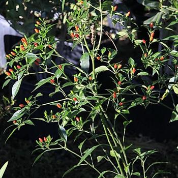 Capsicum annuum var. glabriusculum