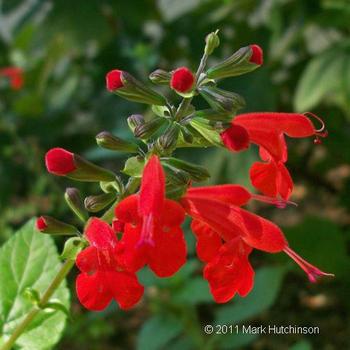 Salvia coccinea