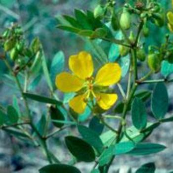 Senna mexicana var. chapmanii