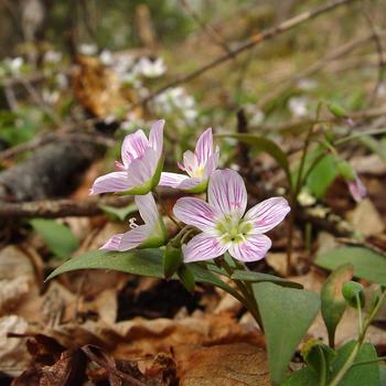 Claytonia caroliniana