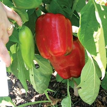 Capsicum annuum 'Snapper' 