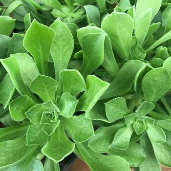Aeonium urbicum 'Side Salad' 