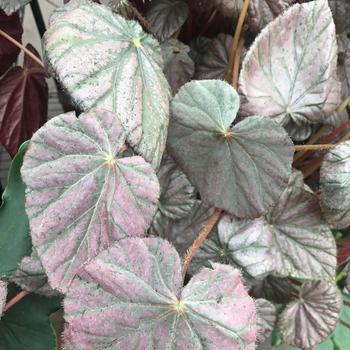 Begonia 'Harmony's Stormy Sunset' 