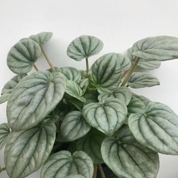 Peperomia caperata 'Emerald Ripple' 