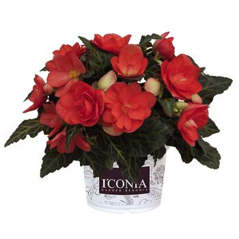 Begonia boliviensis 'Miss Malibu' 