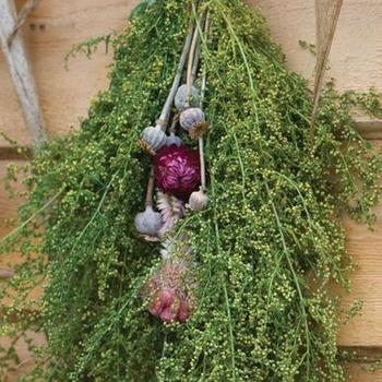 Artemisia annua