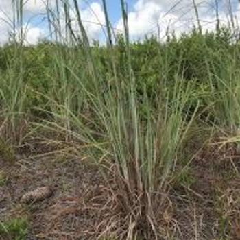 Andropogon virginicus var. glaucus