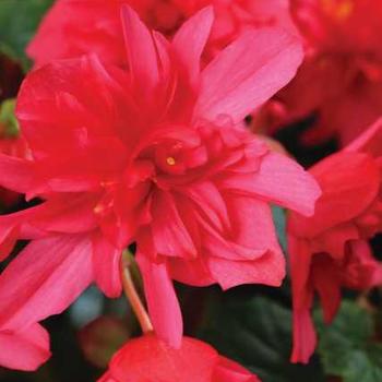 Begonia 'Grenadine Red' 