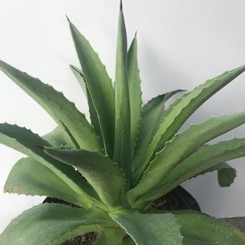 Agave lurida 'Blue Green' 