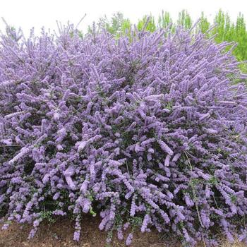 Ceanothus 'Blue Jeans' 