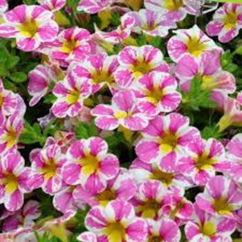 Calibrachoa 'Candy Shop Candy Crush' 