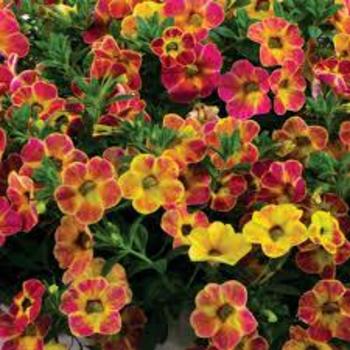 Calibrachoa 'Berry Daring' 