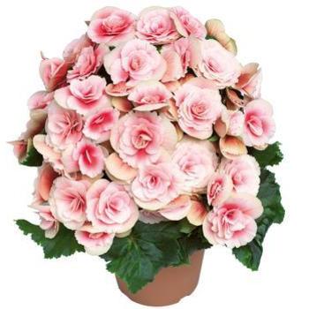 Begonia x tuberhybrida 'Borias' 