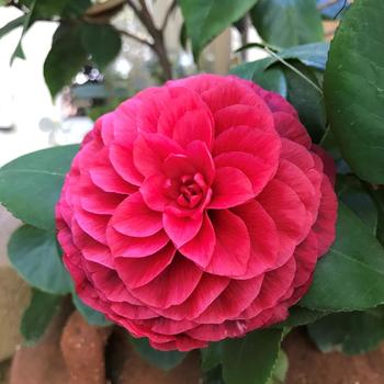 Camellia japonica 'MonBella' 