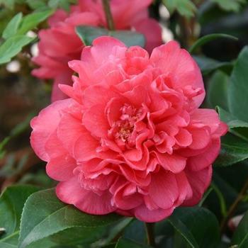 Camellia x williamsi 'Anticipation' 