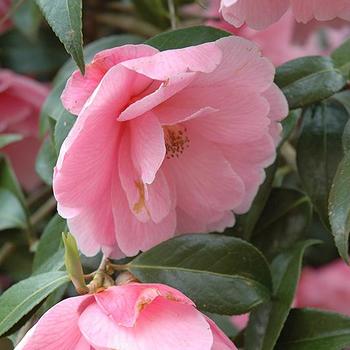 Camellia x williamsi 'Donation' 