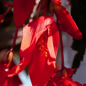 Begonia boliviensis 'Santa Cruz®'