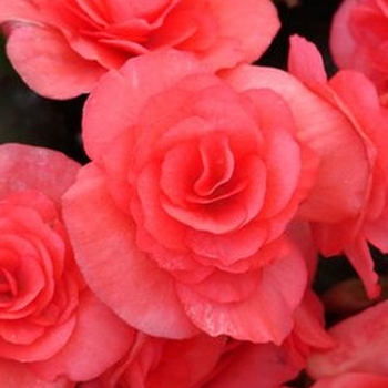 Begonia x hiemalis Solenia® 'Dark Pink'