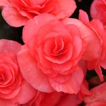 Begonia x hiemalis 'Dark Pink' 