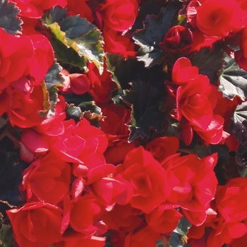 Begonia x hiemalis 'Vermillion'