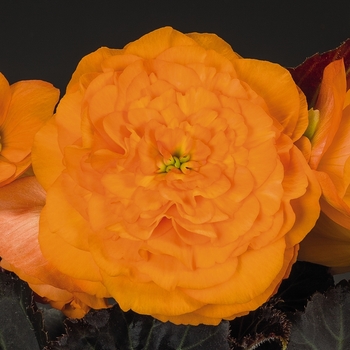 Begonia x tuberhybrida 'Mocca Bright Orange' 
