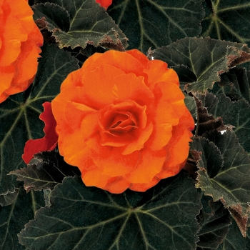 Begonia x tuberhybrida Nonstop® 'Mocca Deep Orange'