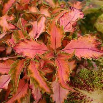 Coleus scutellarioides 'Beauty of Lyon' 