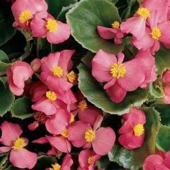 Begonia semperflorens-cultorum 'Sweetheart® Rose' 