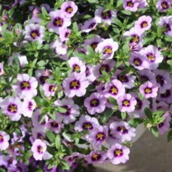 Calibrachoa 'Bloomtastic Serenity' 