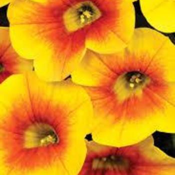 Calibrachoa 'Mango' 